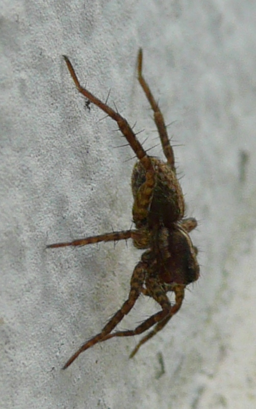 Pardosa sp.